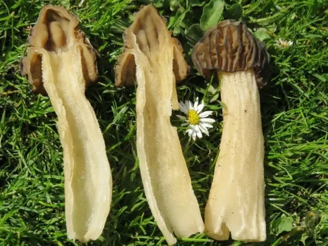 Morel semi-free: description and photo