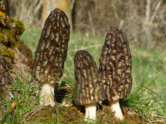 Morel semi-free: description and photo