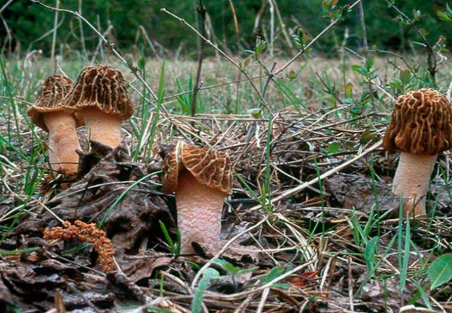 Morel semi-free: description and photo