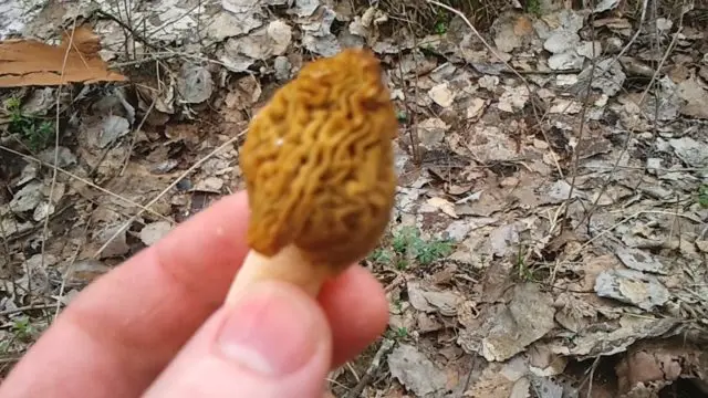 Morel semi-free: description and photo