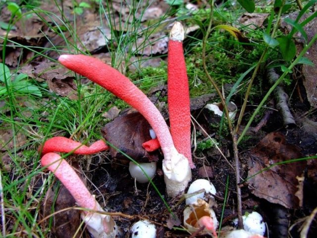 Morel smelly mushroom: description and photo