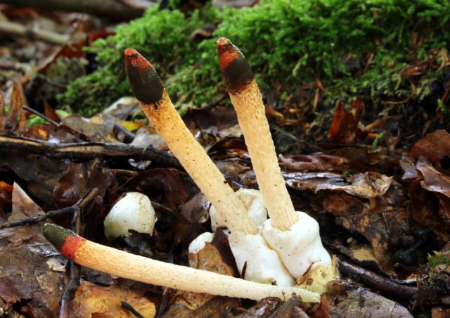 Morel smelly mushroom: description and photo