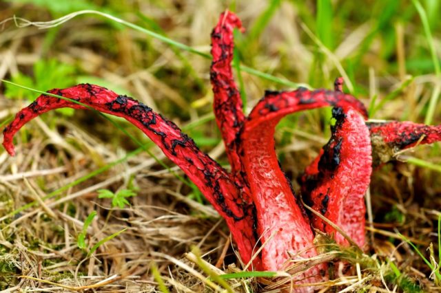 Morel smelly mushroom: description and photo