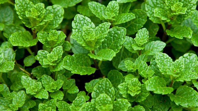 Moroccan mint: useful properties, recipes with photos