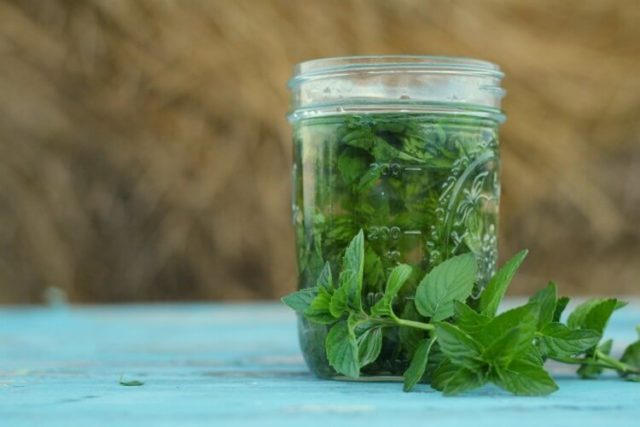 Moroccan mint: useful properties, recipes with photos