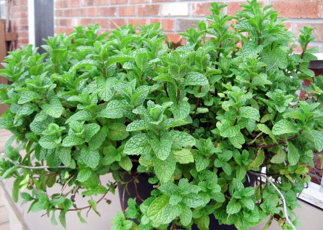 Moroccan mint: useful properties, recipes with photos