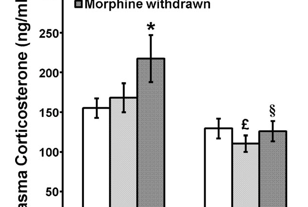 Morphine has a long-lasting effect on testosterone levels in men