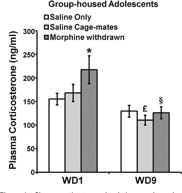 Morphine has a long-lasting effect on testosterone levels in men