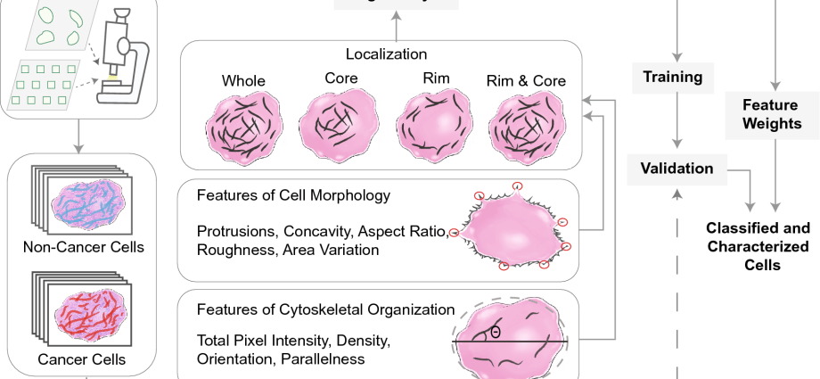 Morphology &#8211; preparation, indications, evaluation of results. What is morphology? WE EXPLAIN