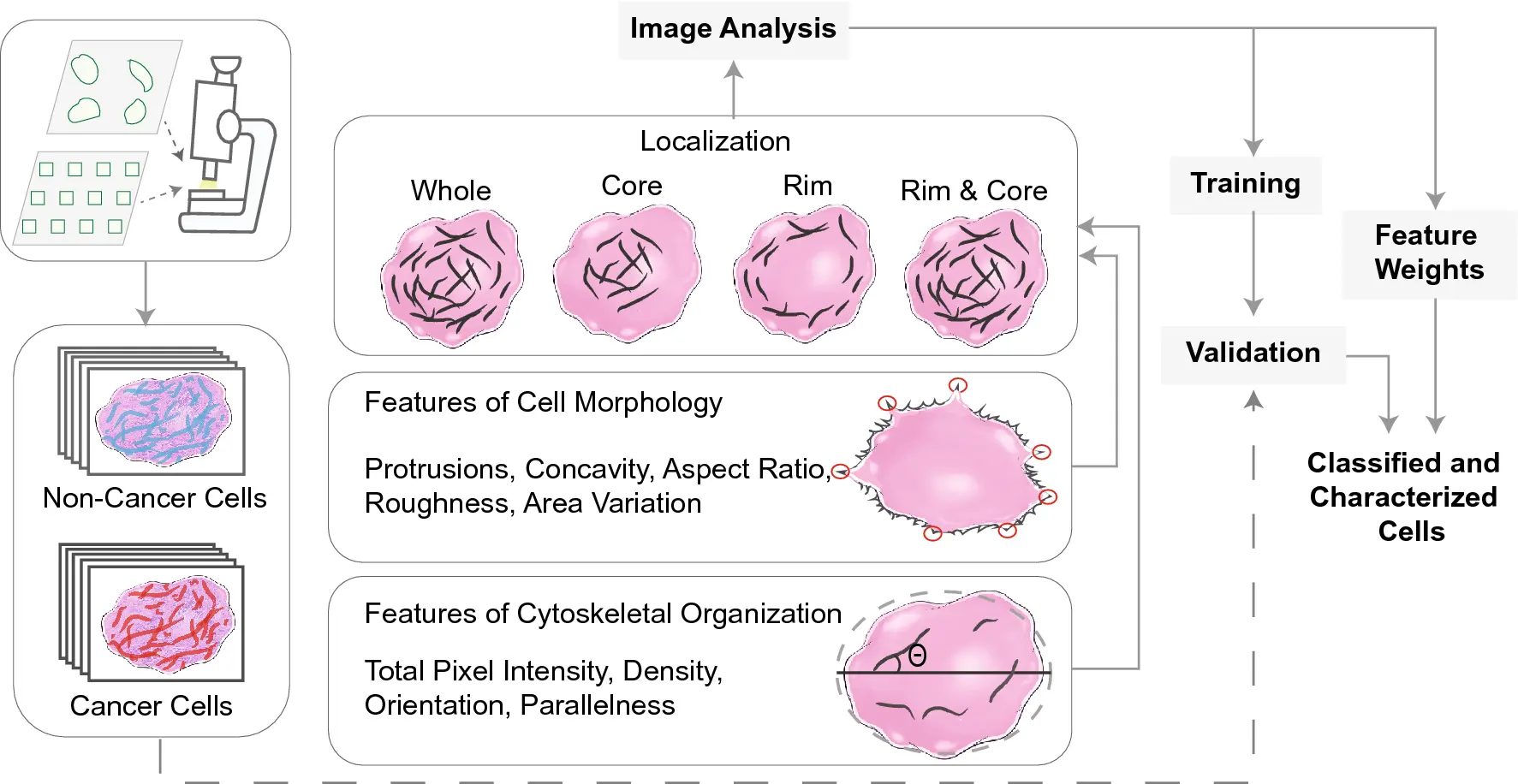 Morphology &#8211; preparation, indications, evaluation of results. What is morphology? WE EXPLAIN