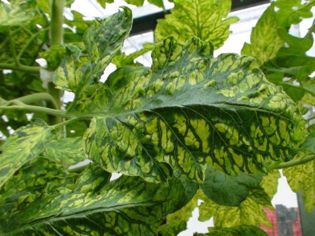 Mosaic on tomato leaves (pepino and tobacco): treatment, description and photo