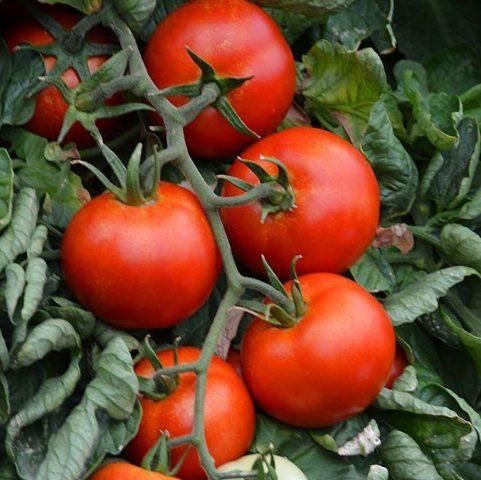 Mosaic on tomato leaves (pepino and tobacco): treatment, description and photo