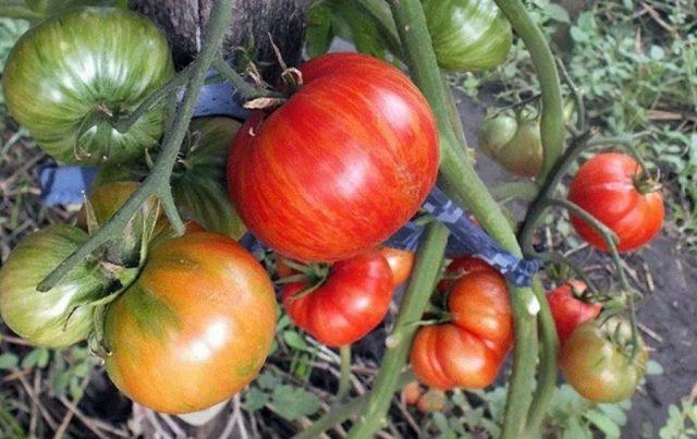 Mosaic on tomato leaves (pepino and tobacco): treatment, description and photo