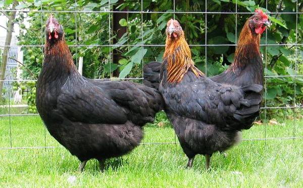 Moscow black breed of chickens: characteristics and content