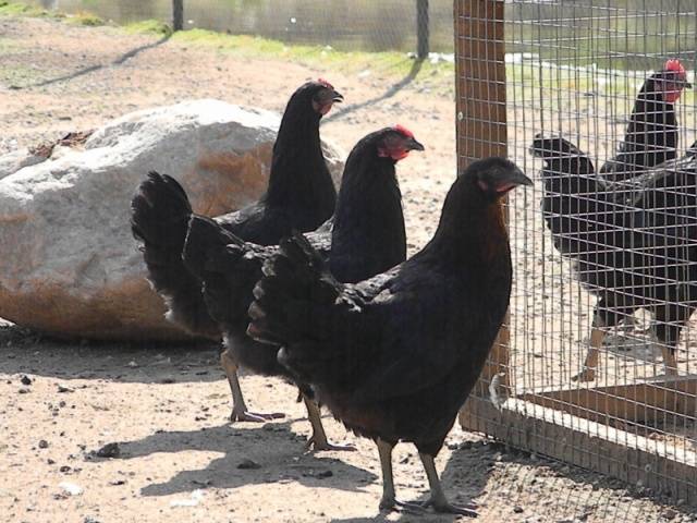 Moscow black breed of chickens: characteristics and content