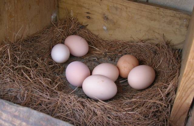 Moscow black breed of chickens: characteristics and content