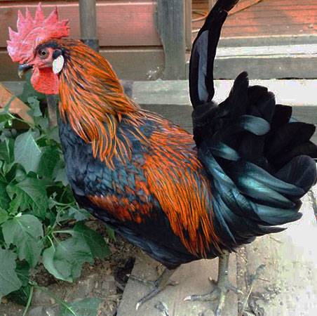 Moscow black breed of chickens: characteristics and content