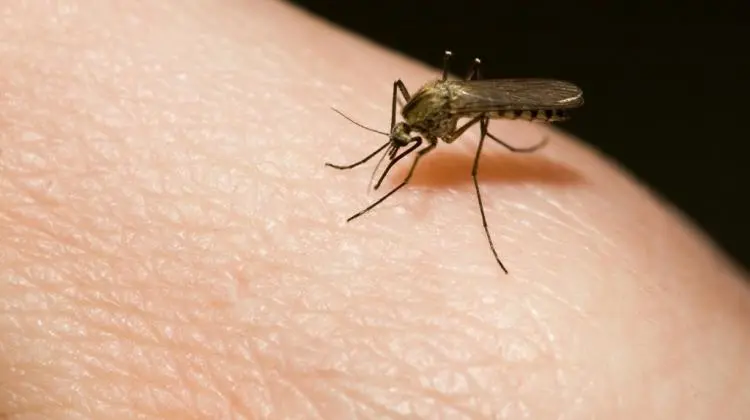 Mosquito-borne diseases. What do Polish mosquitoes infect with?