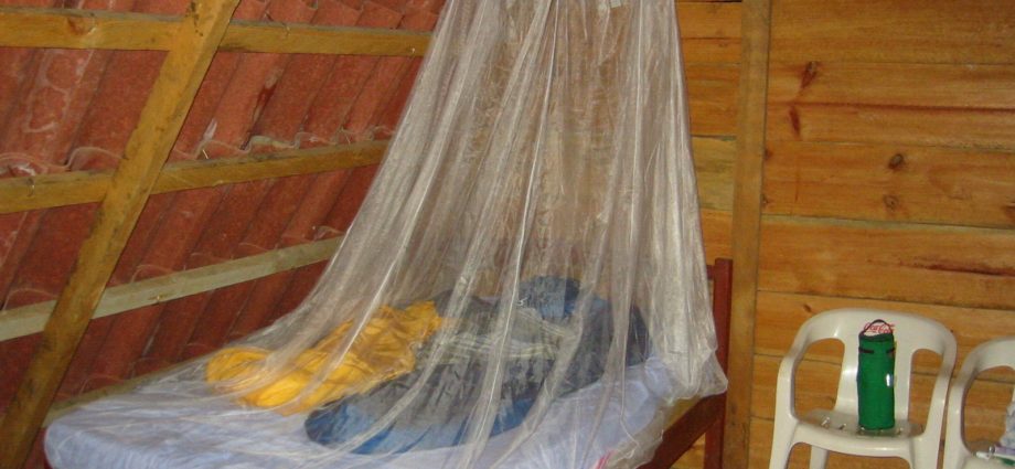 Mosquitoes are no longer afraid of insecticidal mosquito nets