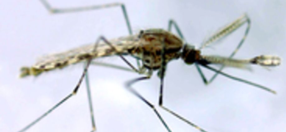 Mosquitoes most often choose these four groups of people as their &#8220;victims&#8221;