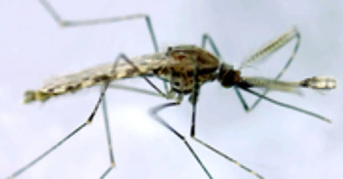 Mosquitoes most often choose these four groups of people as their &#8220;victims&#8221;