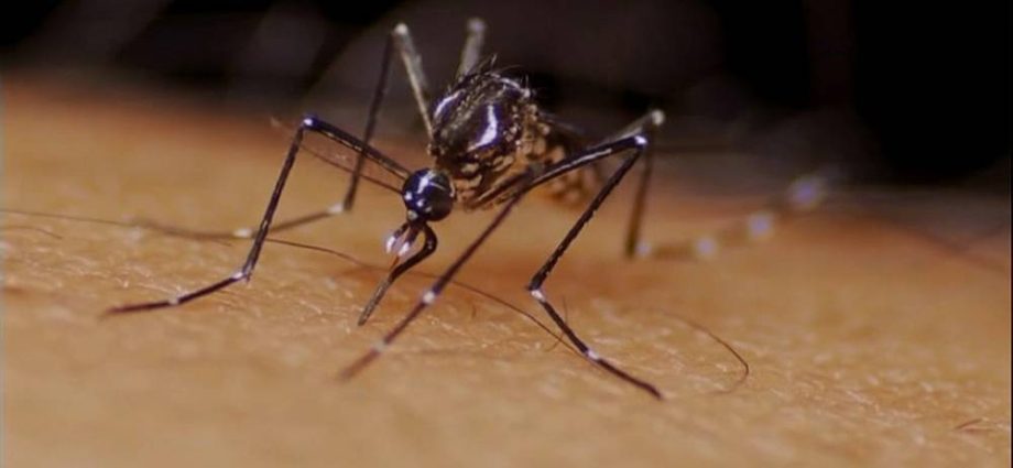 Mosquitoes will help fight the dengue epidemic. Genetically modified insects reduce disease incidence by 77%.