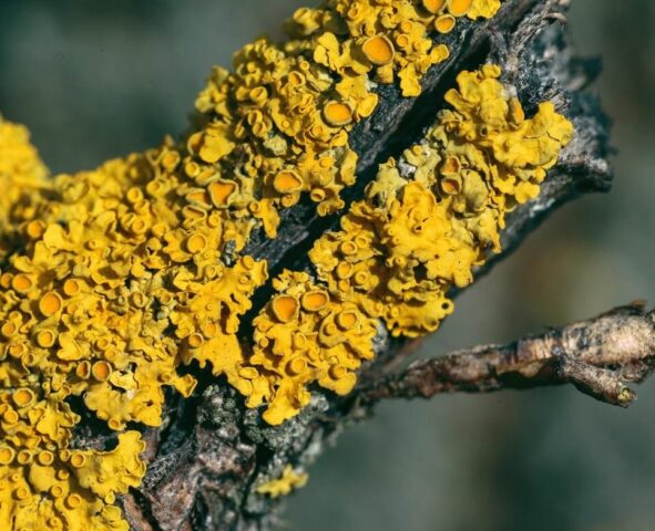 Moss (lichen) on the trunk of an apple tree: what to do, how to get rid, photo