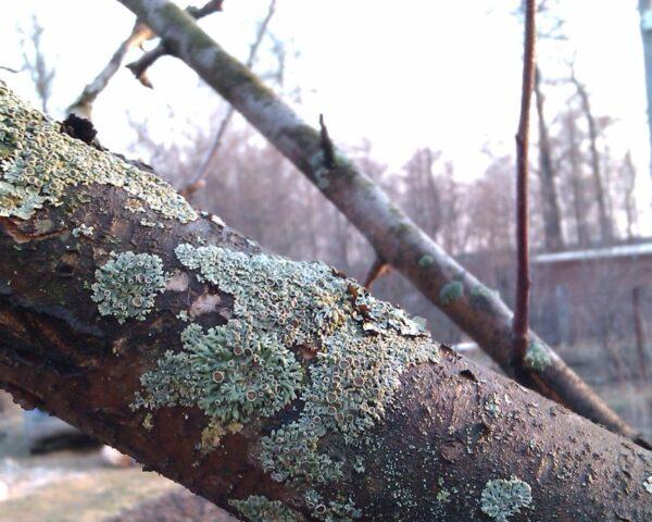 Moss (lichen) on the trunk of an apple tree: what to do, how to get rid, photo