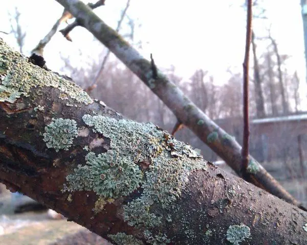 Moss (lichen) on the trunk of an apple tree: what to do, how to get rid, photo