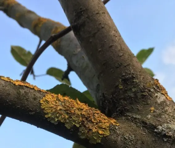 Moss (lichen) on the trunk of an apple tree: what to do, how to get rid, photo