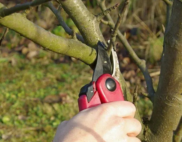 Moss (lichen) on the trunk of an apple tree: what to do, how to get rid, photo