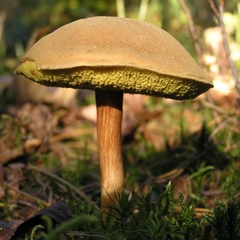 Moss mushrooms: photo, description