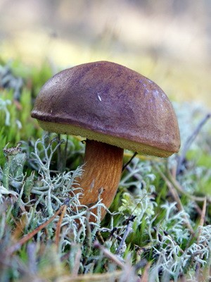 Moss mushrooms: photo, description