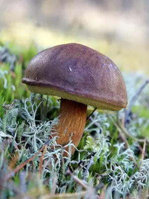 Moss mushrooms: photo, description