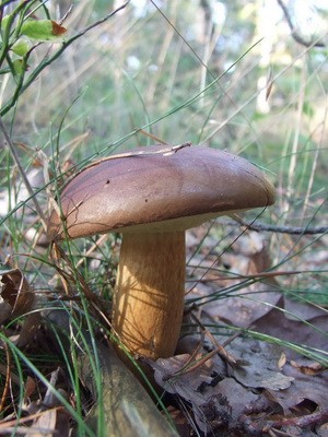 Moss mushrooms: photo, description