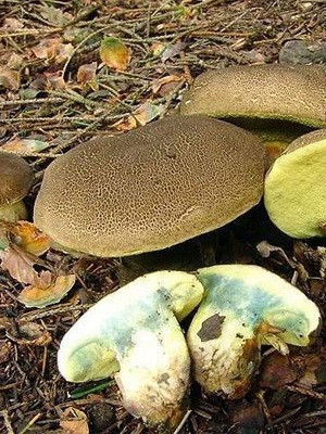 Moss mushrooms: photo, description