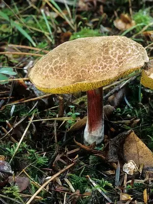 Moss mushrooms: photo, description