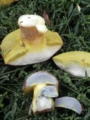 Moss mushrooms: photo, description