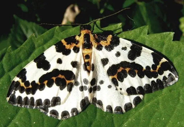 Moth on gooseberries: control and prevention measures