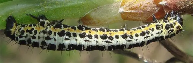 Moth on gooseberries: control and prevention measures