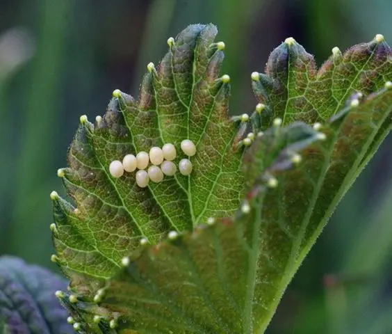 Moth on gooseberries: control and prevention measures