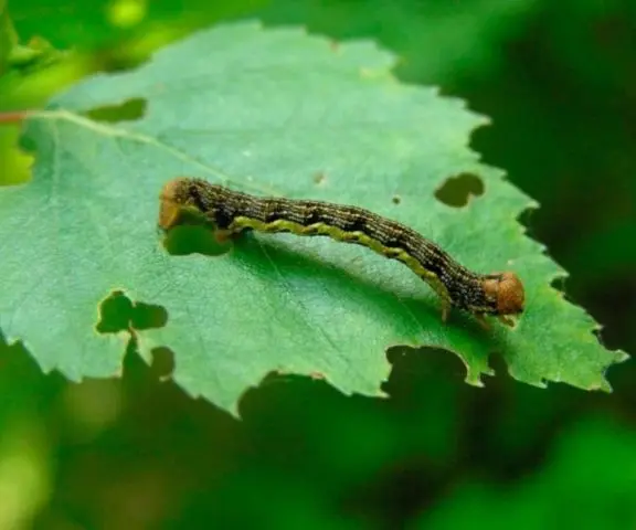 Moth on gooseberries: control and prevention measures