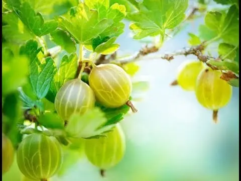 Moth on gooseberries: control and prevention measures