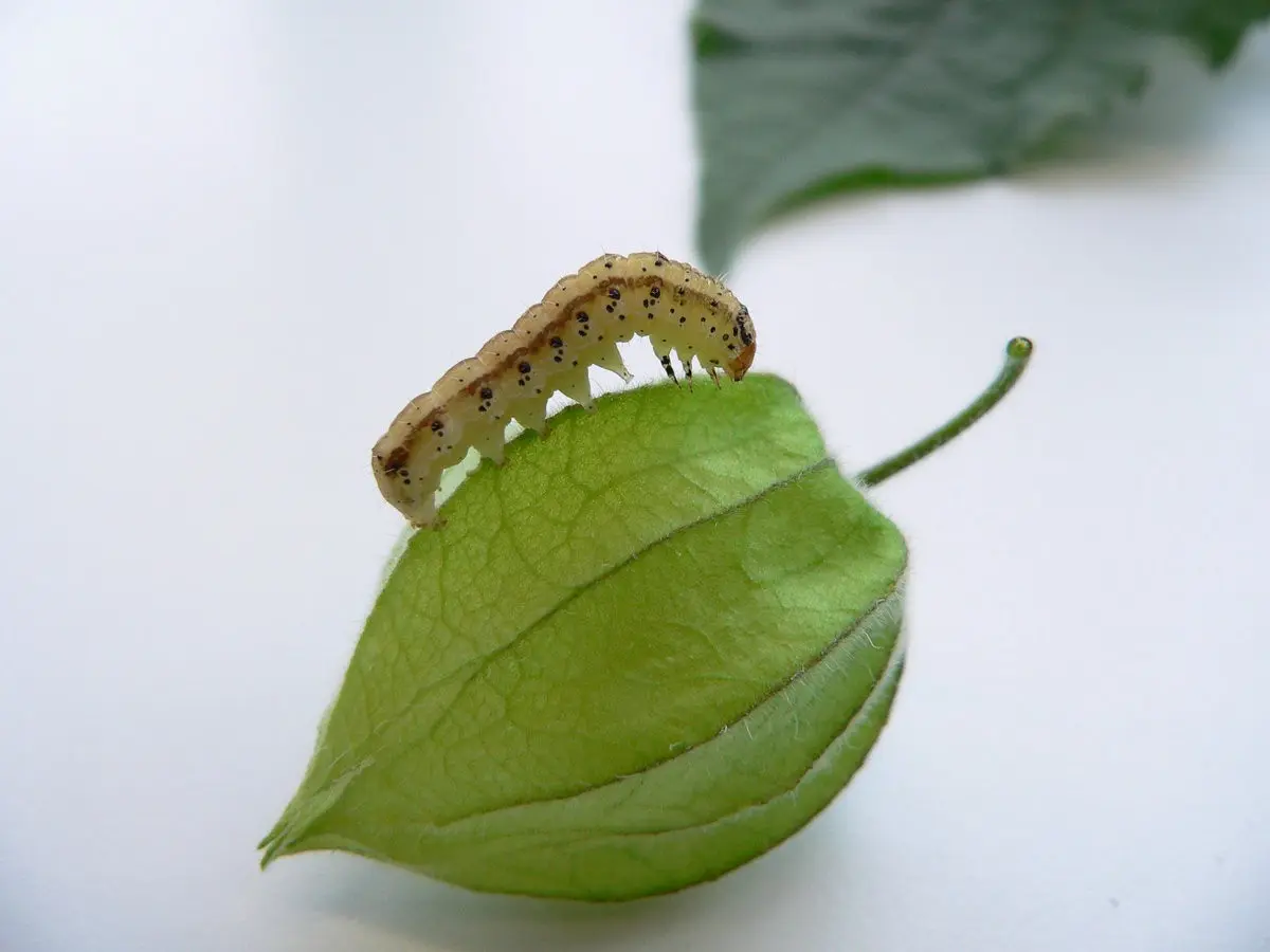 Moth on gooseberries: control and prevention measures