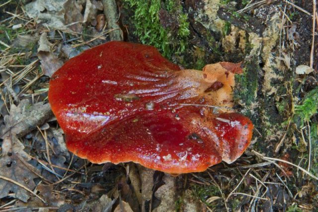 Mother-in-laws tongue mushroom (Liverwort, Hepatic, Common liverwort): photo and description, cooking recipes