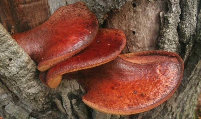 Mother-in-laws tongue mushroom (Liverwort, Hepatic, Common liverwort): photo and description, cooking recipes