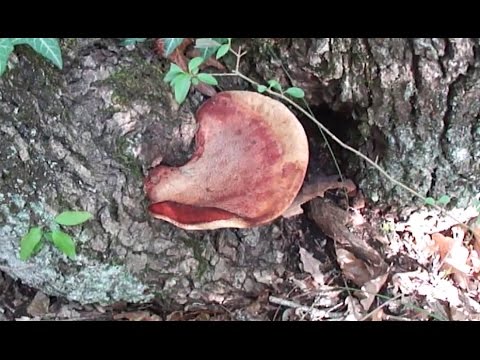 Mother-in-laws tongue mushroom (Liverwort, Hepatic, Common liverwort): photo and description, cooking recipes