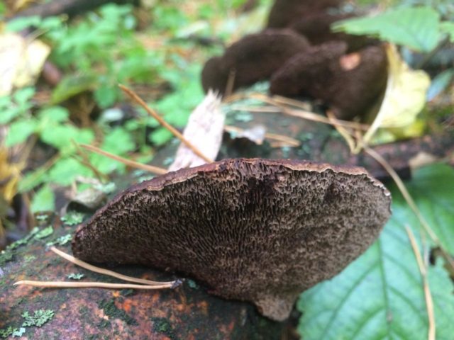 Mother-in-laws tongue mushroom (Liverwort, Hepatic, Common liverwort): photo and description, cooking recipes