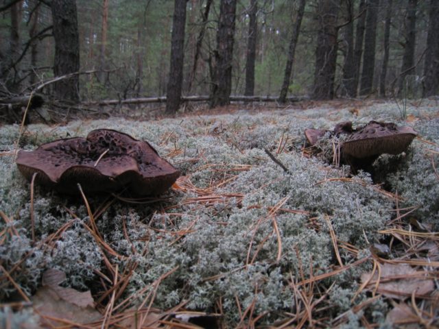 Motley blackberry (Sarcodon tiled): photo and description, recipes, medicinal properties