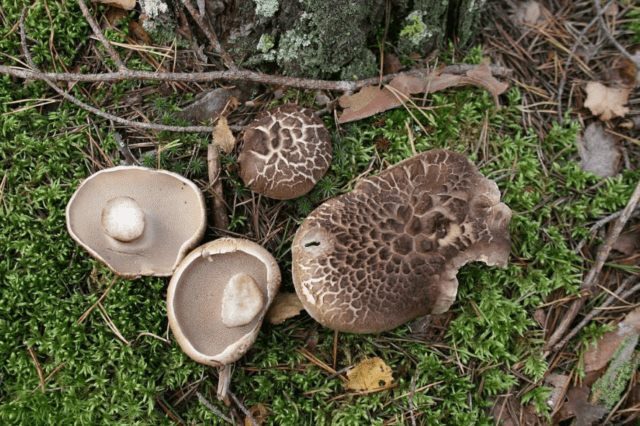 Motley blackberry (Sarcodon tiled): photo and description, recipes, medicinal properties